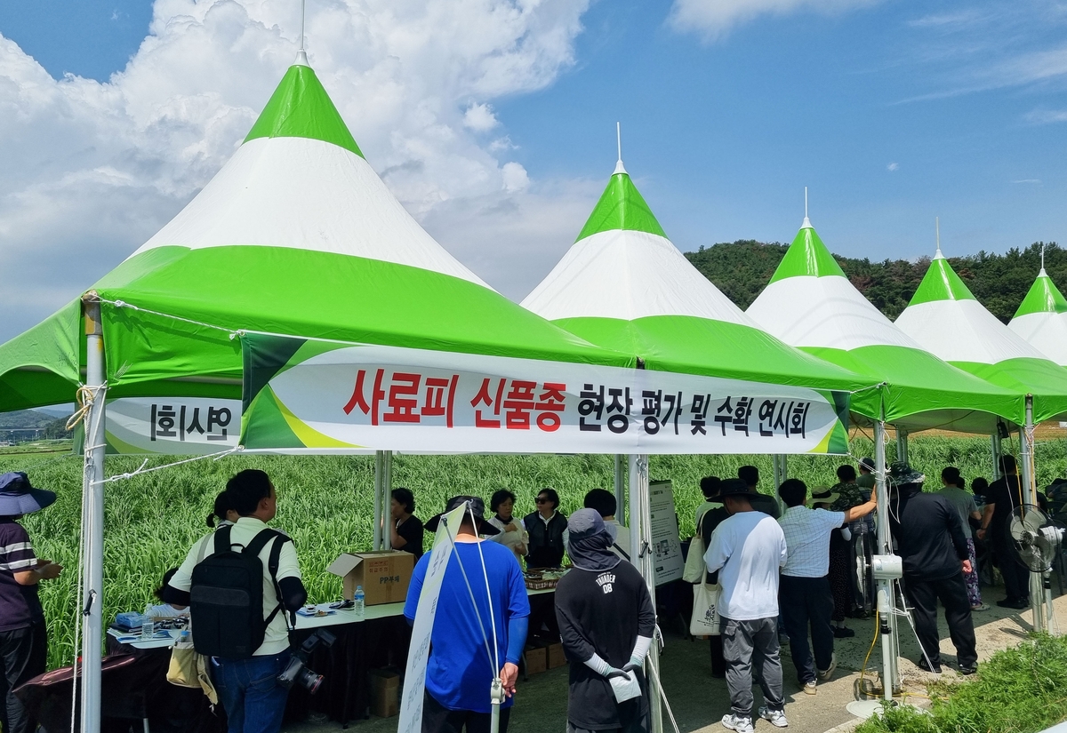 창녕군, 사료피 신품종 현장 평가회 성황리 개최