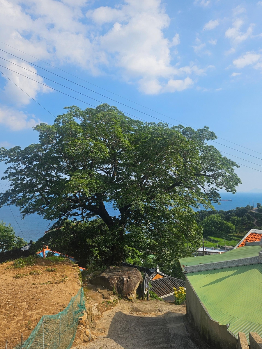 남해군, '다랭이마을 300년 이팝나무' 고향사랑기금으로 보호