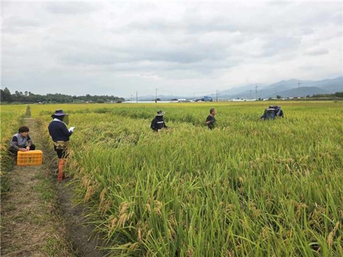 곡성군, 벼 깨씨무늬병 예방 위해 현장 기술지원 강화