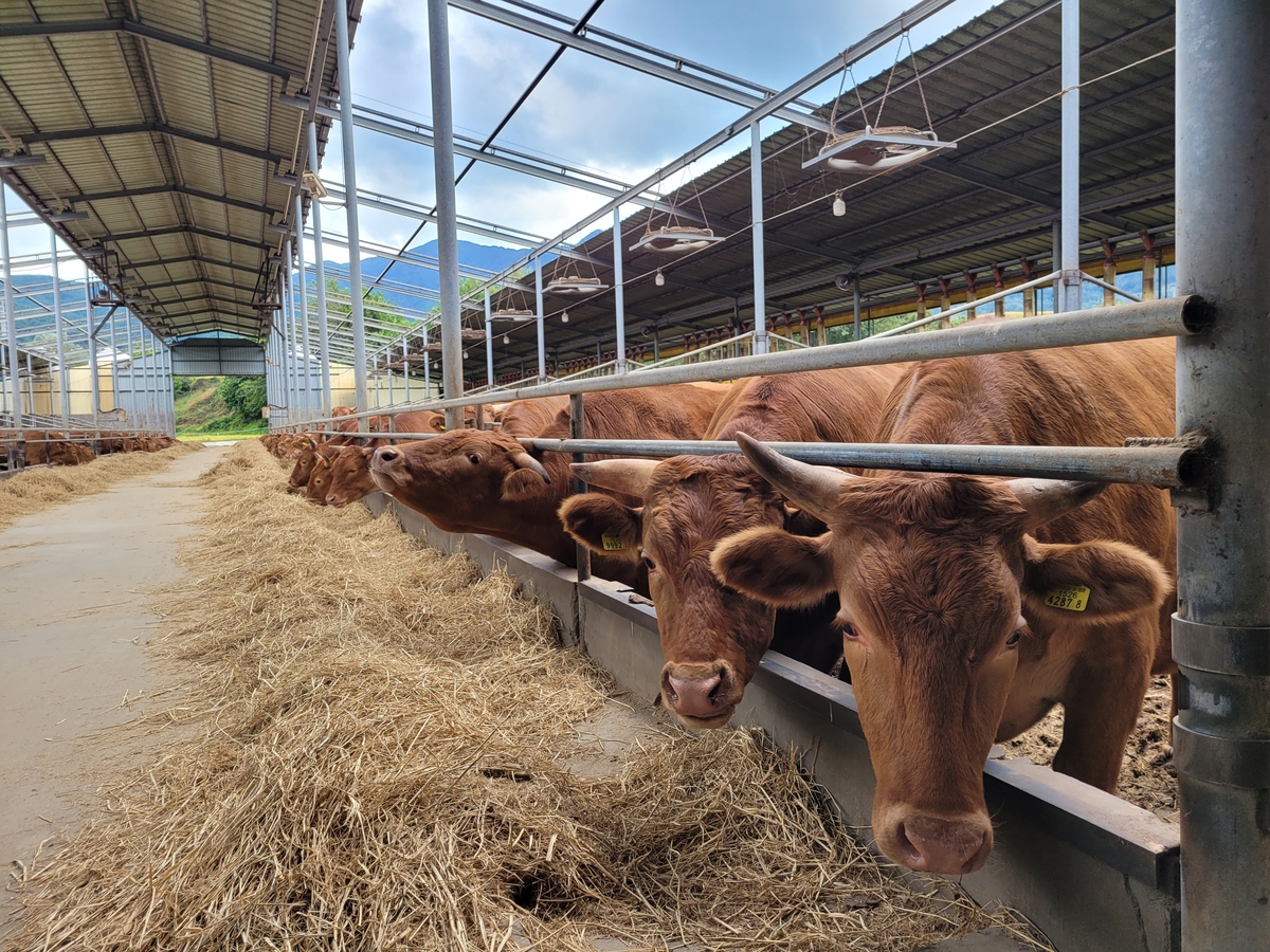 합천황토한우 아랍에미리트 첫 수출길 열어