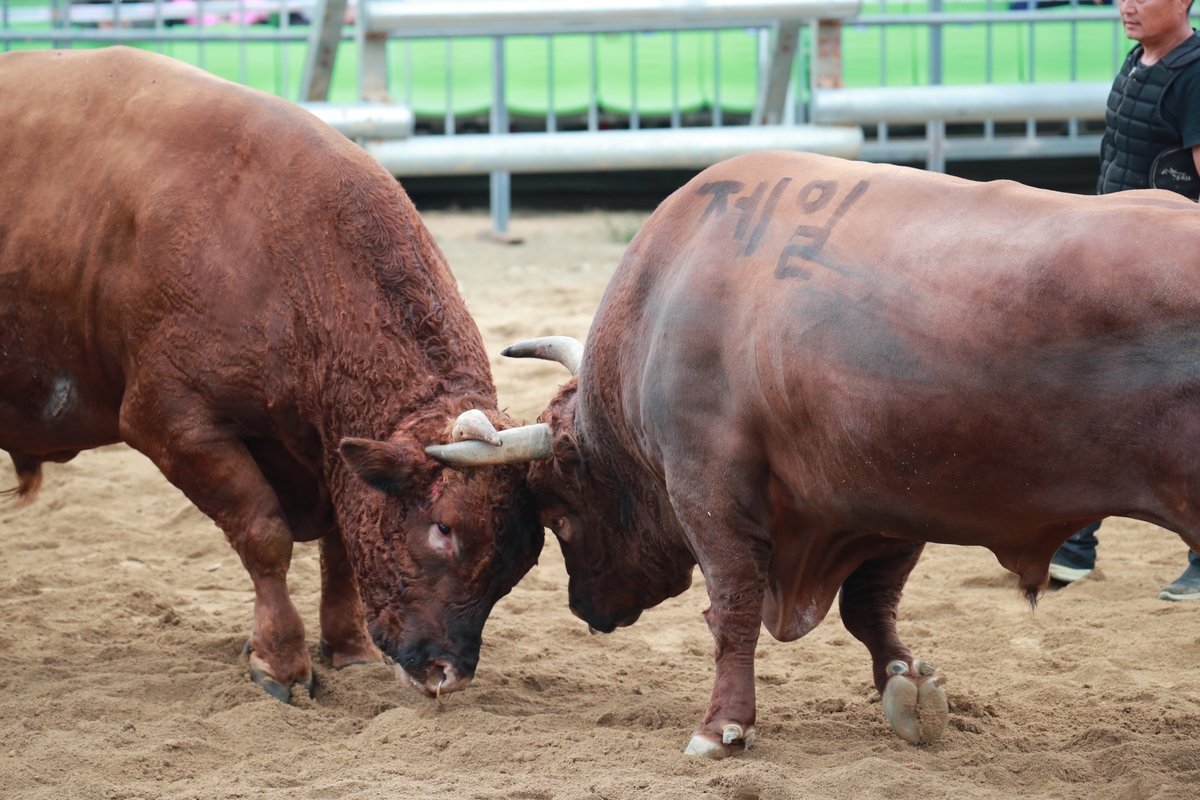 '제16회 보은 전국민속 소힘겨루기 대회' 성황리에 마무리