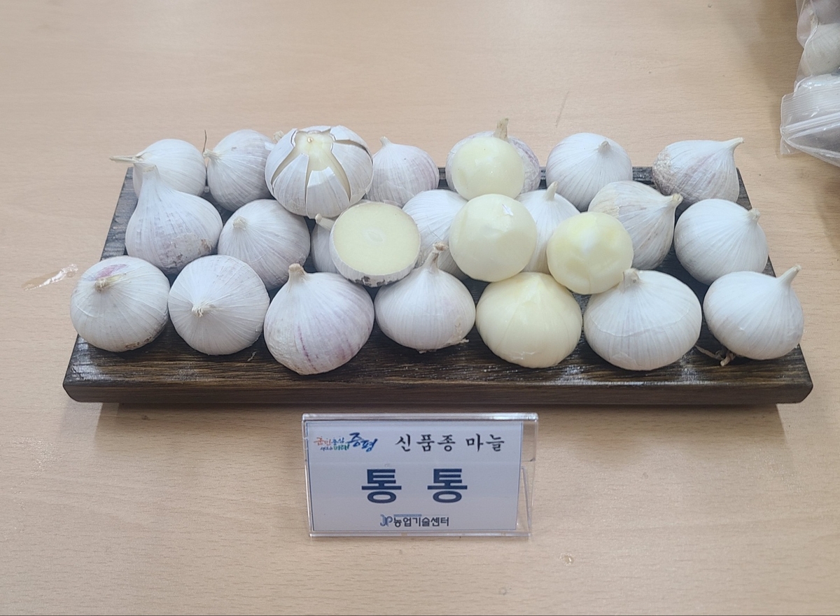 증평군, 신품종 마늘 '통통' 보급…농가 소득작목 육성 박차