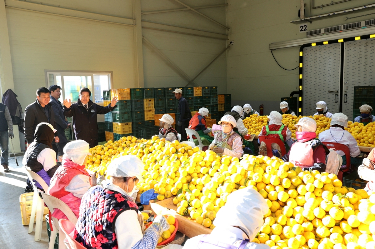 고흥군, 2025년산 고흥 유자 본격 수확과 수매 시작