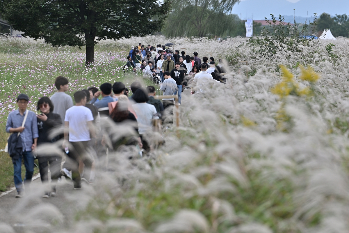 광주서창억새축제, 10만명 발길…18억 원 경제효과