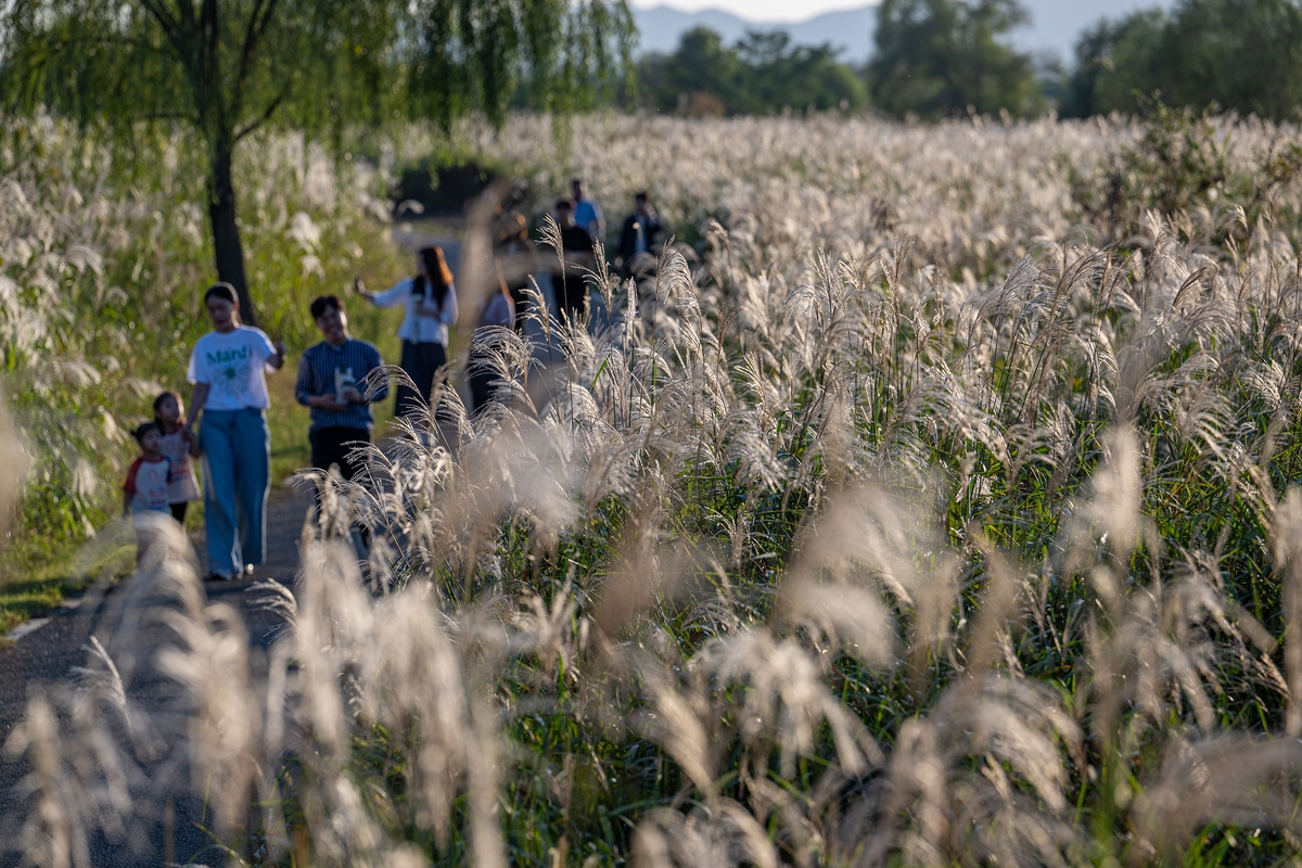 광주 서구 '서창억새축제', 대한민국축제콘텐츠 4년 연속 대상