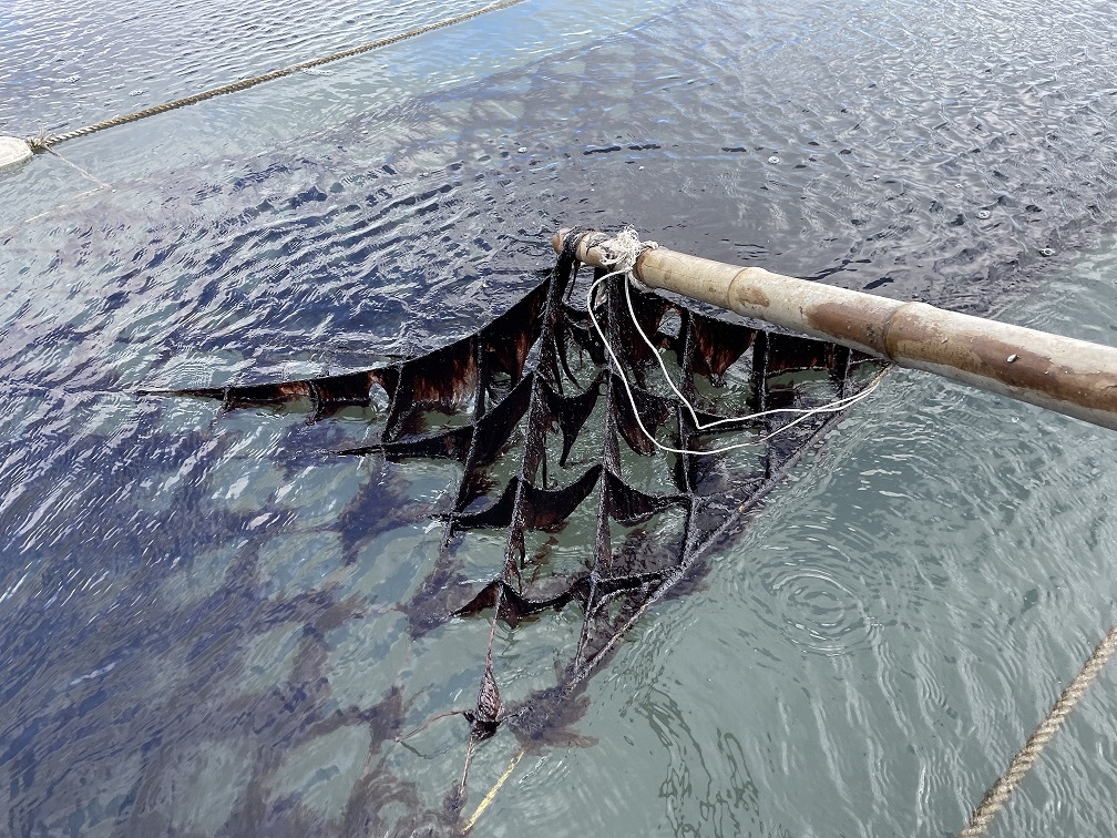 군산시, 물김 위판금액 603억 원…역대 최대 달성