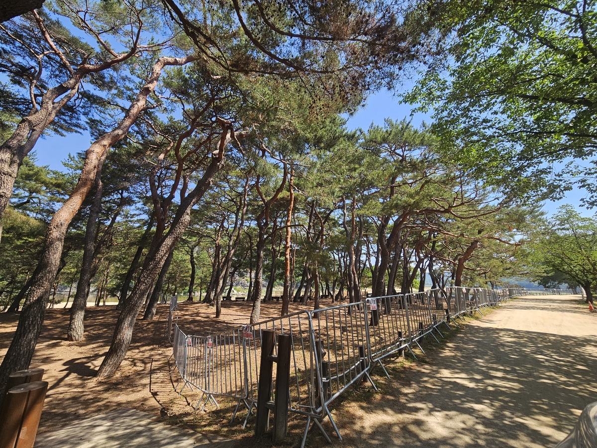 하회마을 부용대 앞 만송정에 생긴 줄불놀이 통제구역
