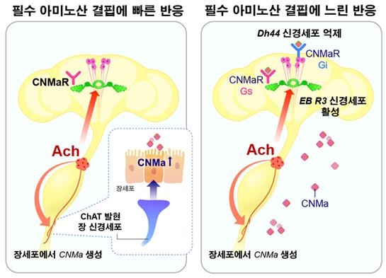 필수 아미노산 결핍에 대한 장-뇌 축 신경·호르몬 조절 원리