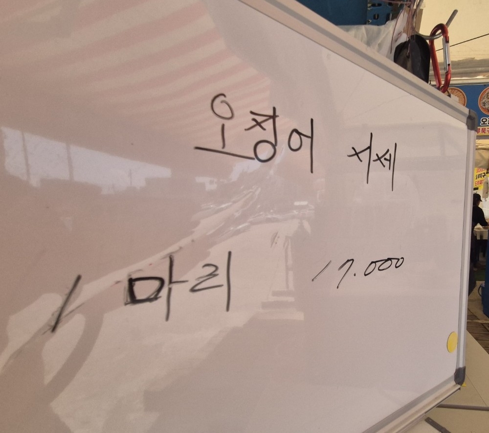 속초 오징어 난전 시세