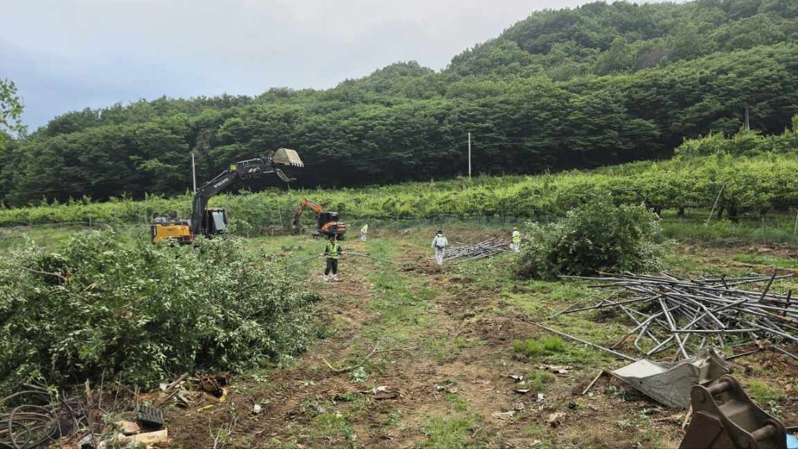 과수화상병 감염나무 제거