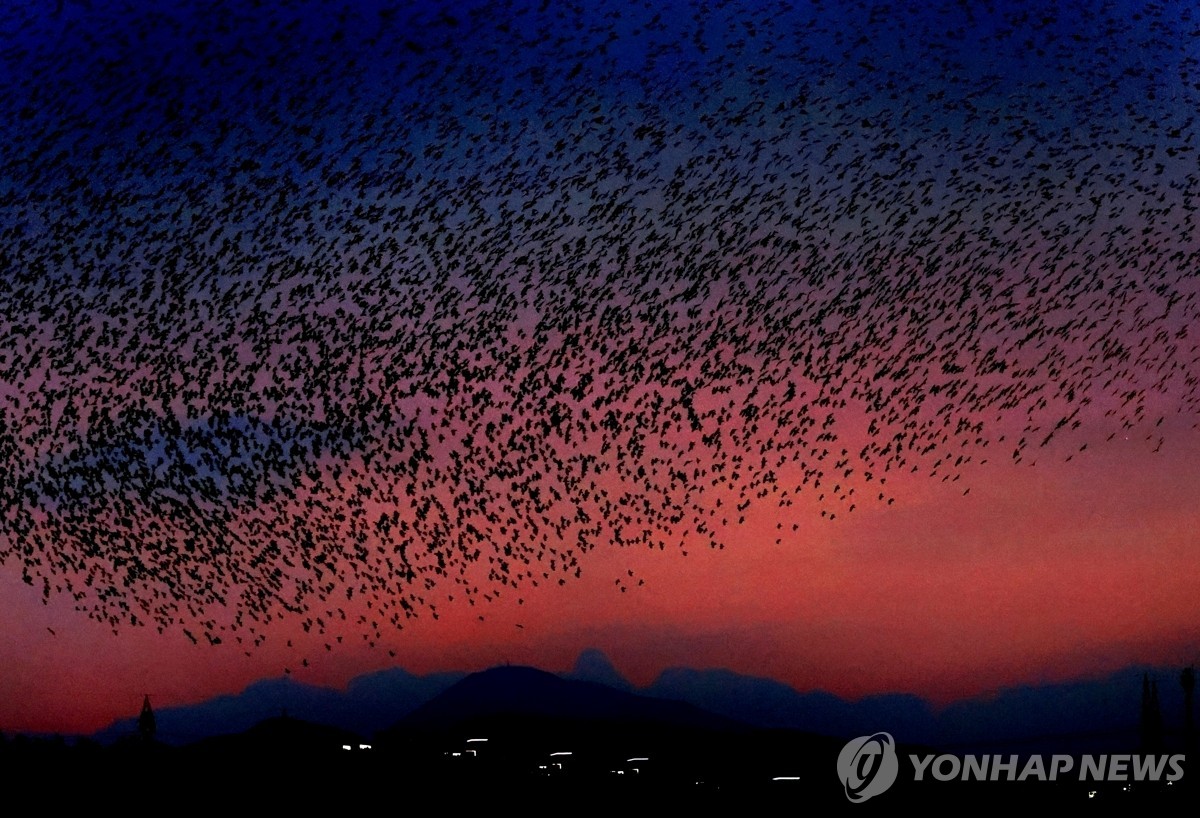 울산 태화강 떼까마귀