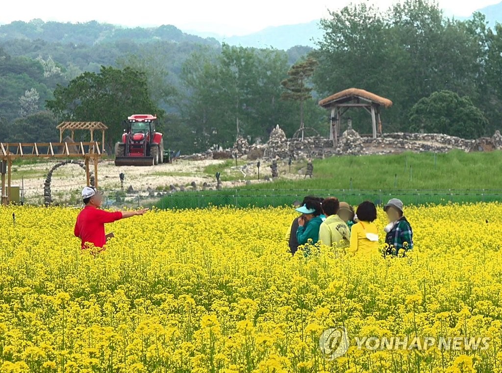 유채 만발한 철원 고석정 꽃밭