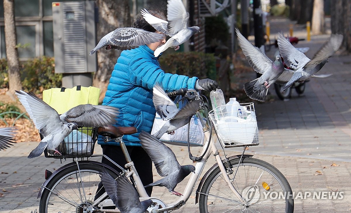 먹이 달라는 비둘기 떼