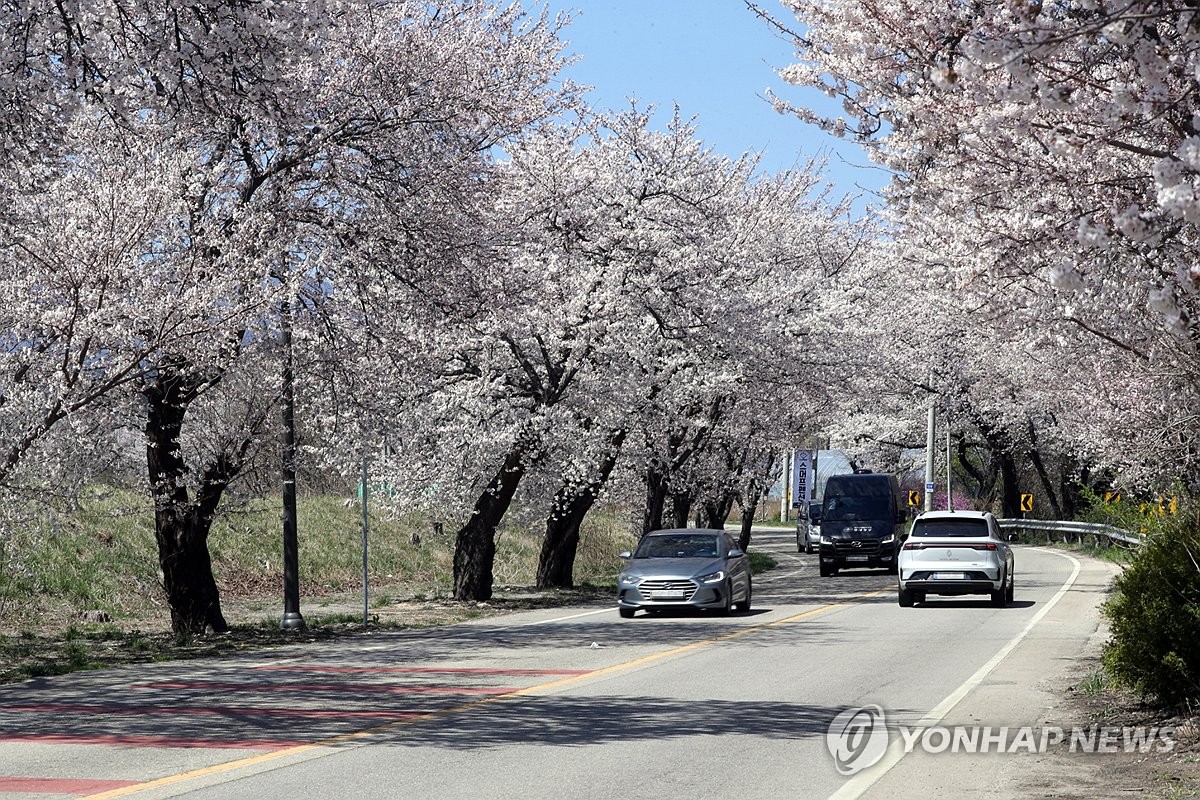벚꽃 핀 속초