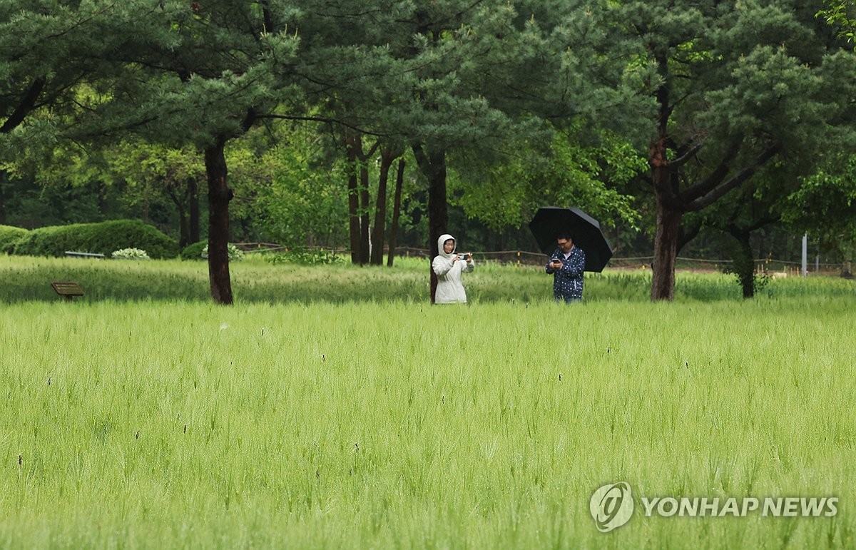 봄비 내리는 날, 청보리밭 산책