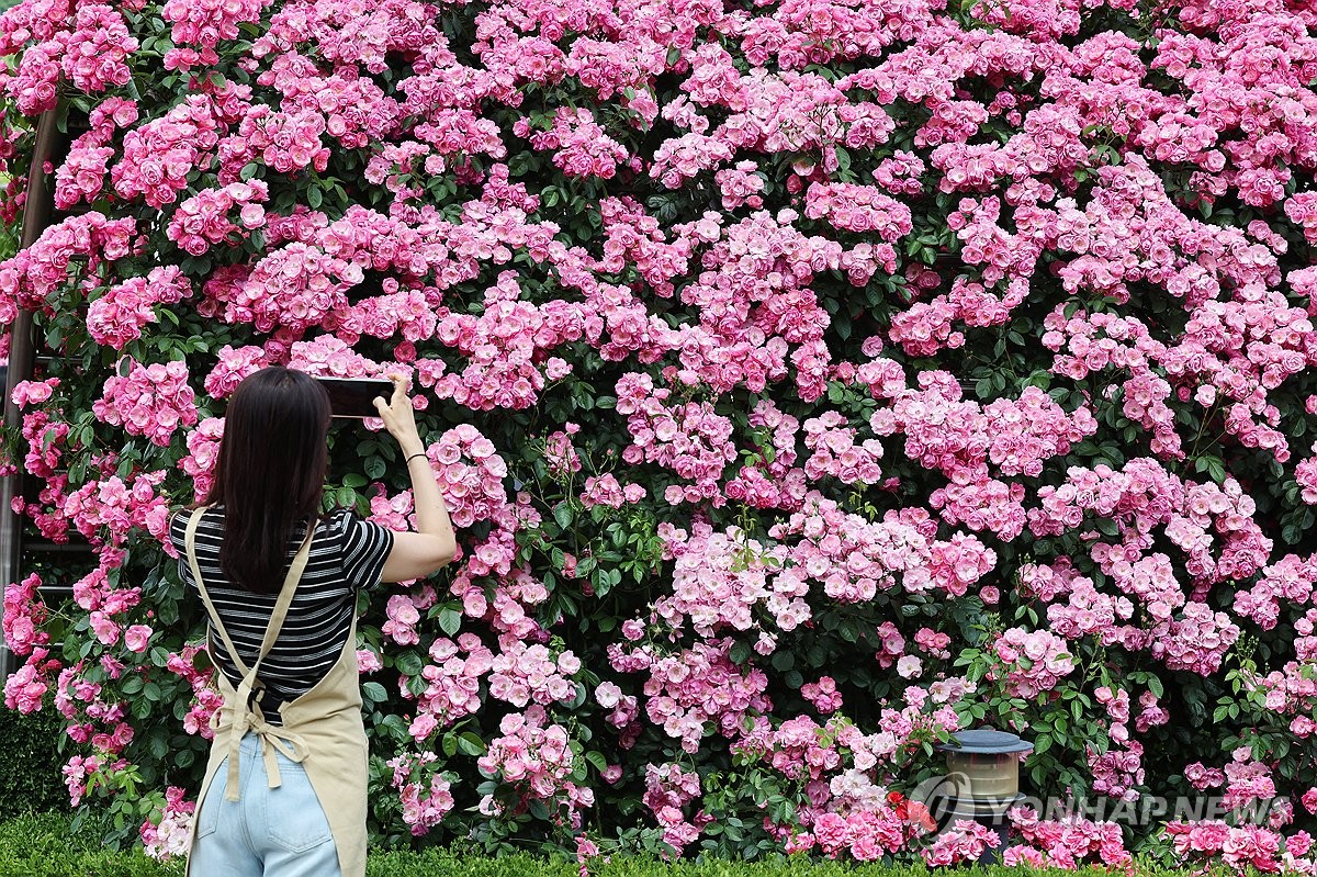 '화사한 장미 담기'
