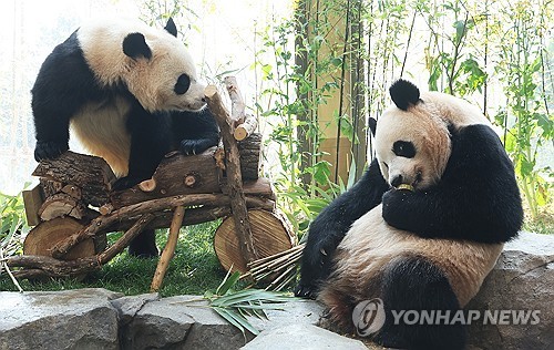 1000일 선물 받은 쌍둥이 판다