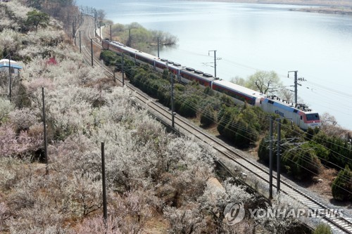 낙동강 흐르는 양산 원동매화마을