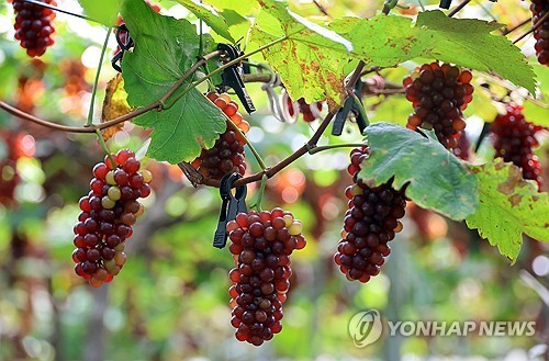 대전 산내 델라웨어 포도 