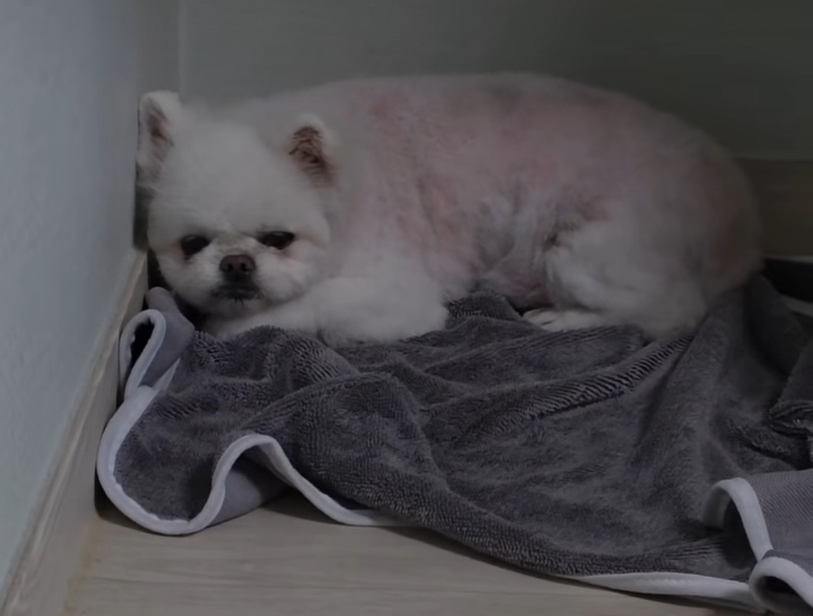 최근 광주에서 긴급 격리된 피학대 동물