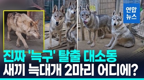 늑대개 모두 포획 