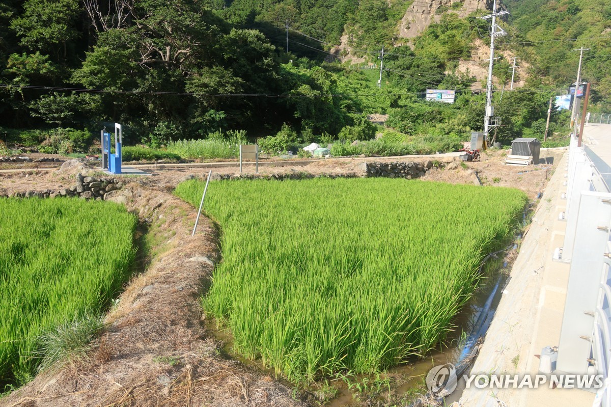 지난해 울릉 태하리 논에서 자라는 벼
