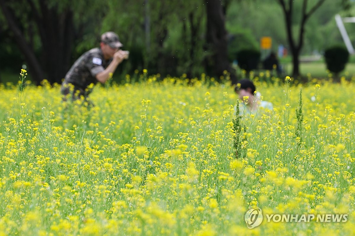 유채꽃밭 추억 남기기