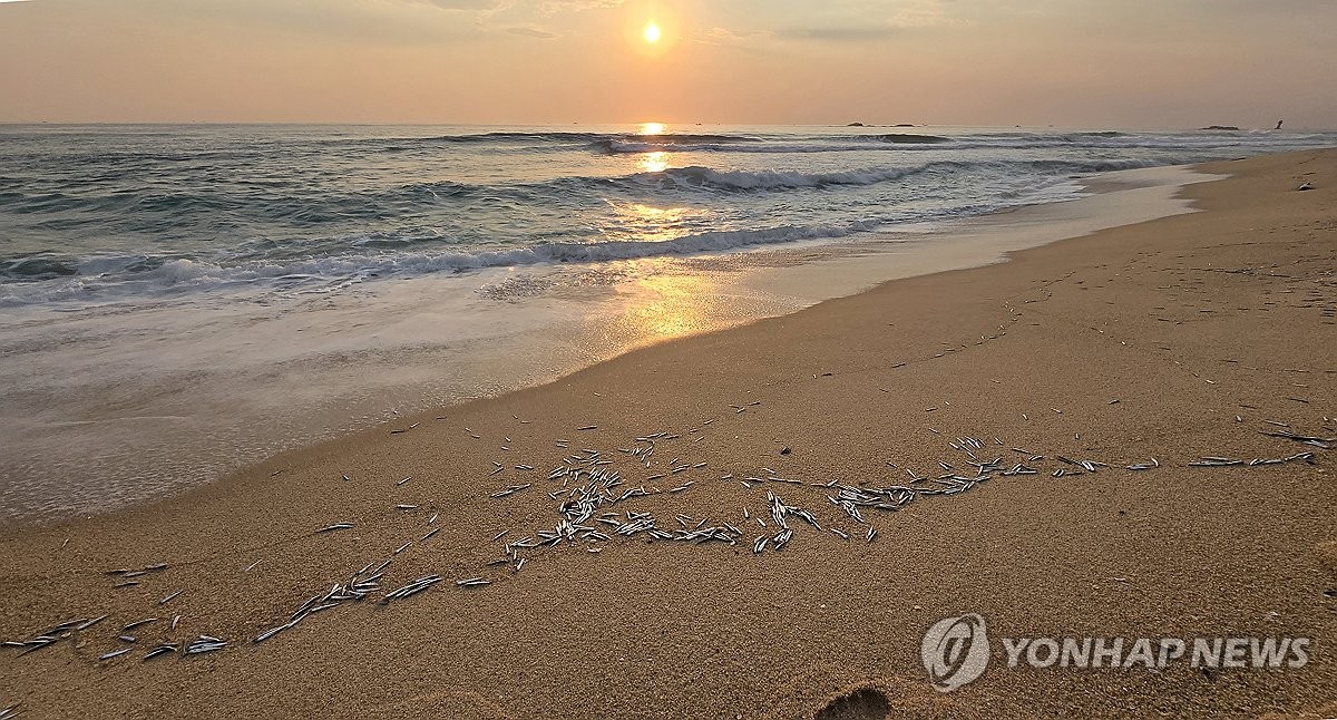 경포해변 멸치떼, 매년 반복되는 동해안 진풍경