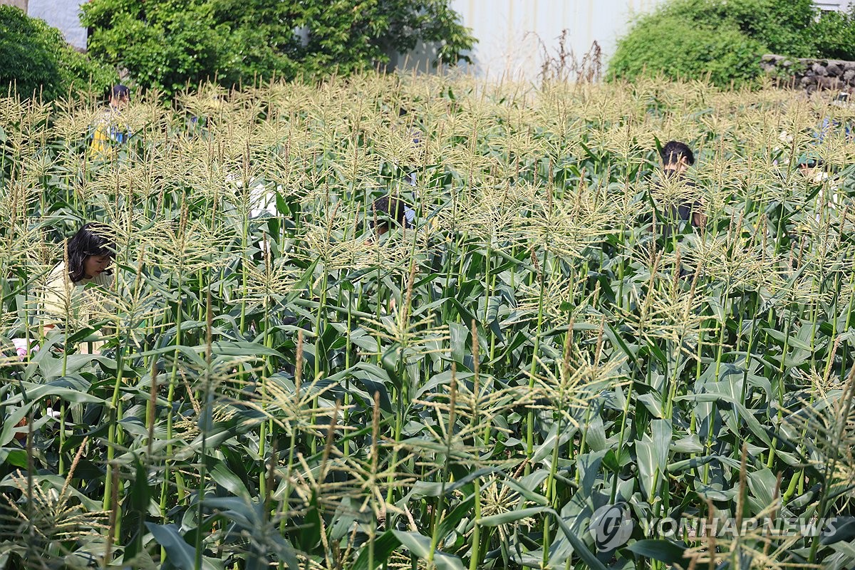 여름 사탕옥수수 수확 체험