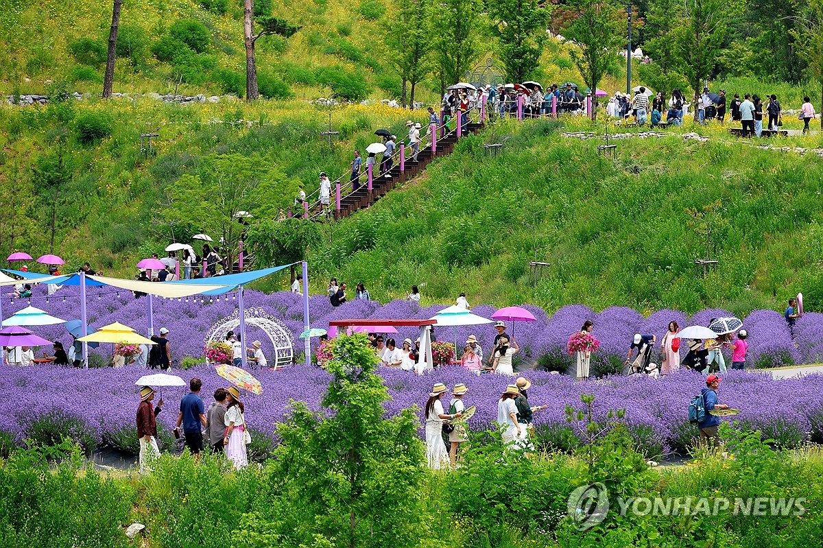 보랏빛으로 변신한 석회석 폐광지