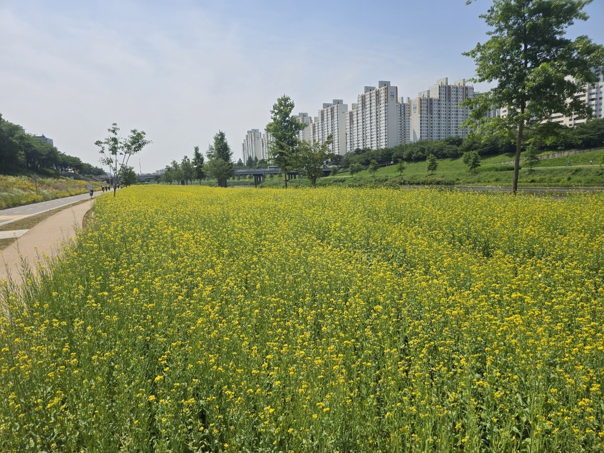노란 물결 출렁이는 안양천…금천구, 4000㎡ 유채꽃밭 조성