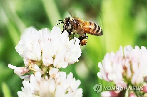 먹이활동 하는 꿀벌 