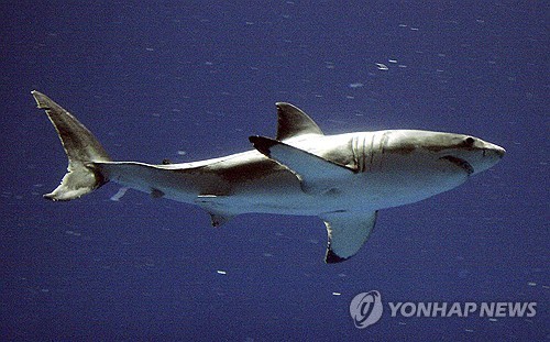 백상아리