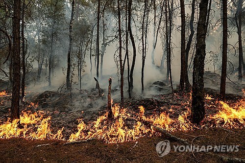 퐁텐블로 숲 화재