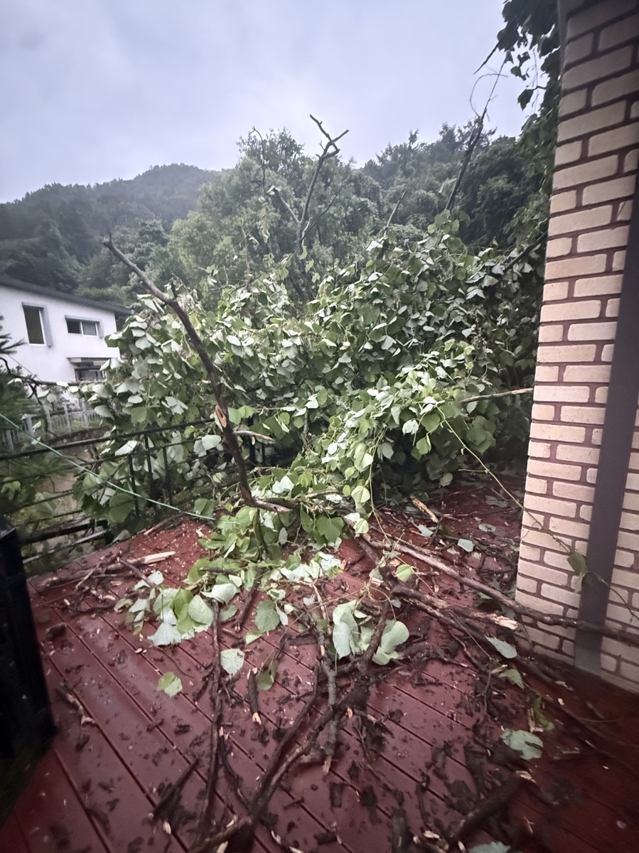 앙평 단독주택가 나무 쓰러짐