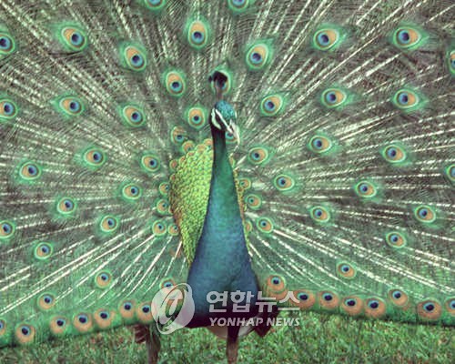 공작새 