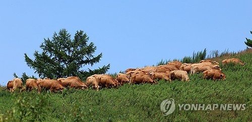 풀 뜯는 대관령 한우들