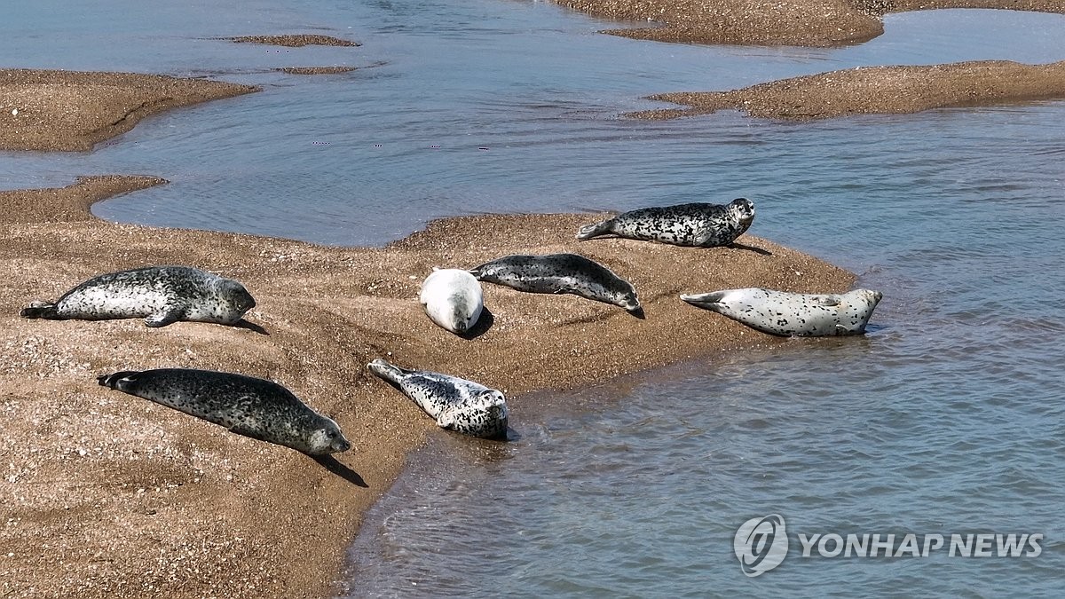 점박이물범은 가로림만에서 휴식 중
