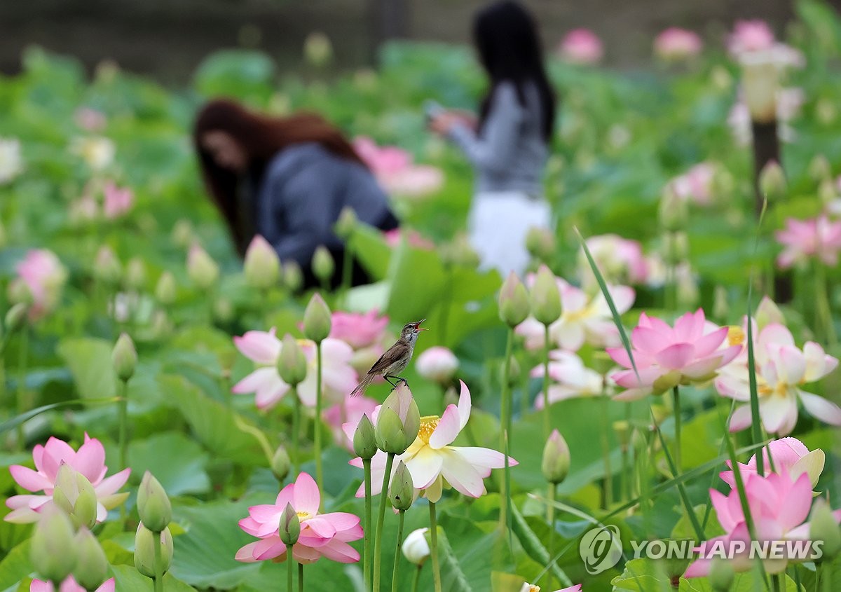 강릉 경포습지 연꽃밭의 '개개비'