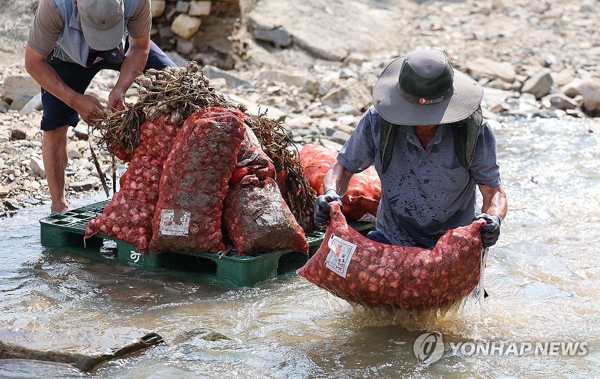 '남은 마늘이라도 건져야지'