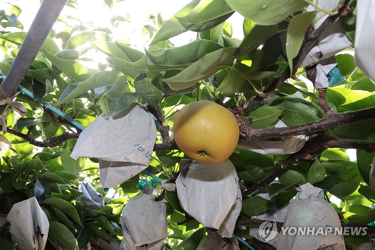 익어가는 울산 서생 배