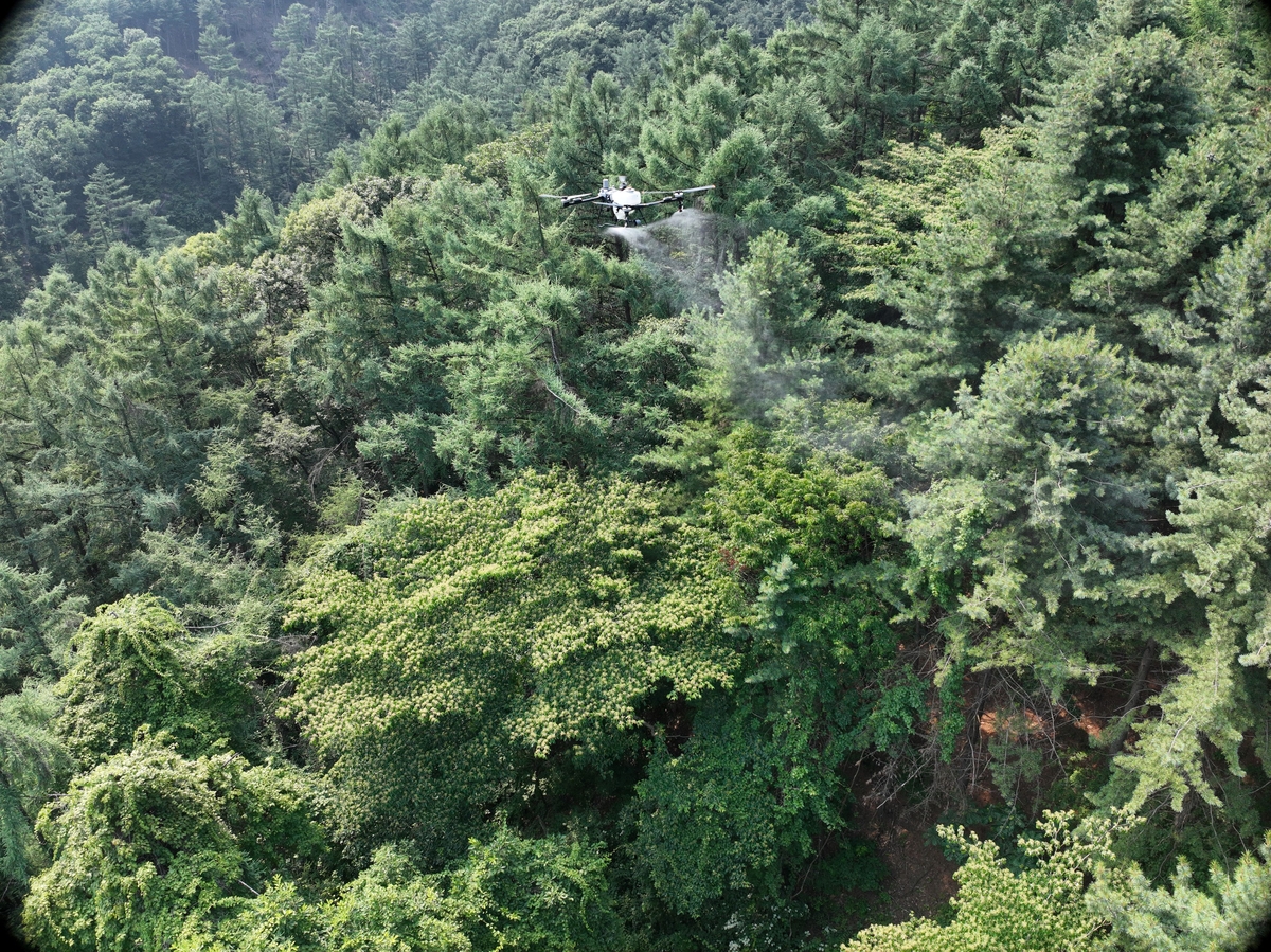 경기도, 소나무재선충병 피해 수준별 맞춤 방제…드론 방제 600㏊ 추진