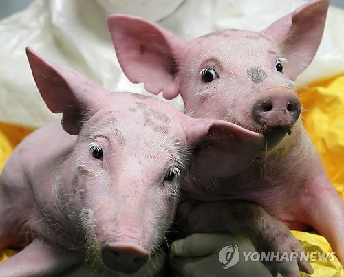 장기이식용 돼지