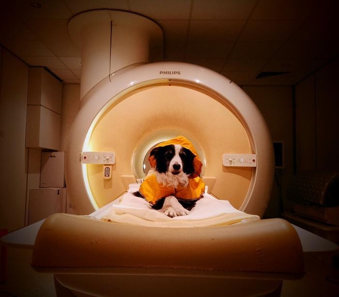 기능적 자기공명영상(fMRI) 검사받는 개