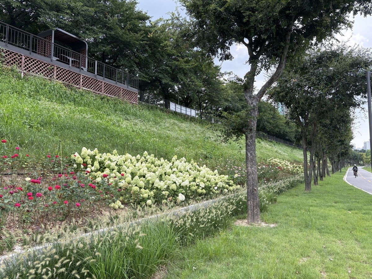 도림천역 인근 도림천 제방사면에 조성된 수국과 장미 식재 공간