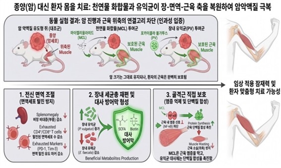 천연물 화합물 및 유익균 기반 암 악액질 극복 기전