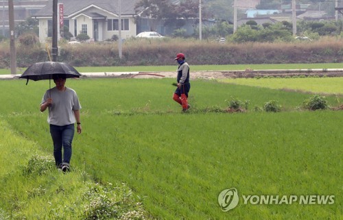 들녘에 내리는 단비
