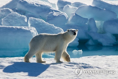 북극곰