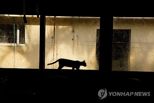쿠바의 길고양이