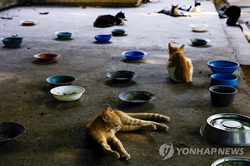 쿠바의 고양이들